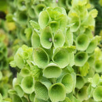 Heirloom Non-GMO Bells of Ireland Plant Seeds for Planting – Unique Green Spire-Shaped Garden Blooms - Non-GMO for planting in home garden