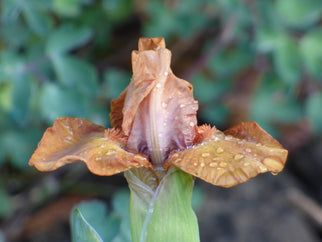 Benson Dwarf Iris