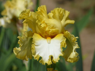 Bequest Tall Bearded Iris