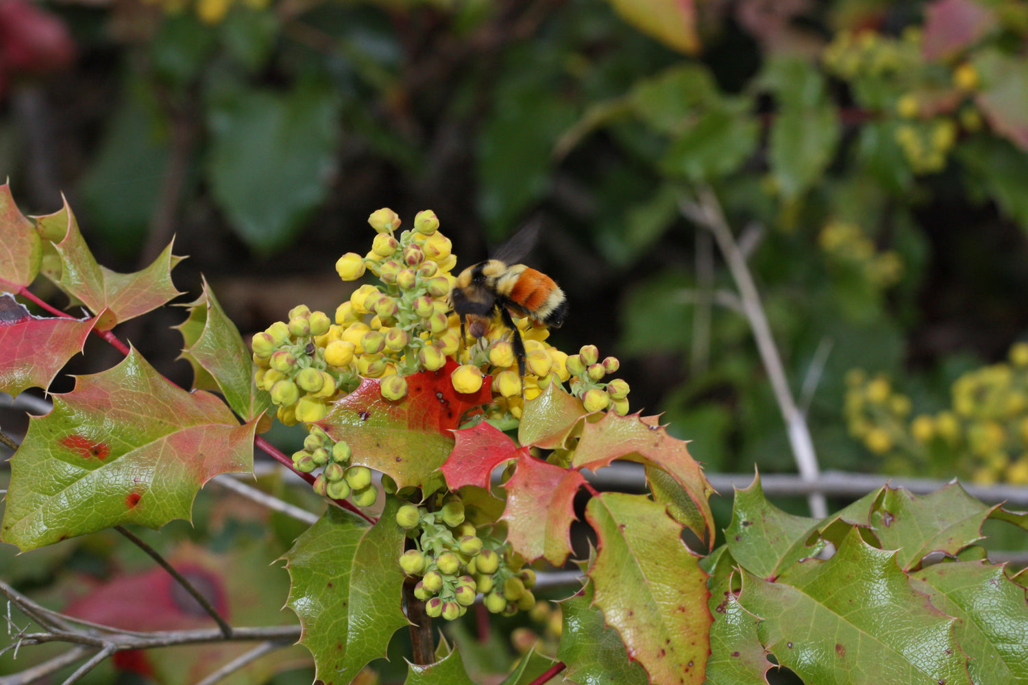 Oregon Grape (Mahonia aquifolium) Seeds