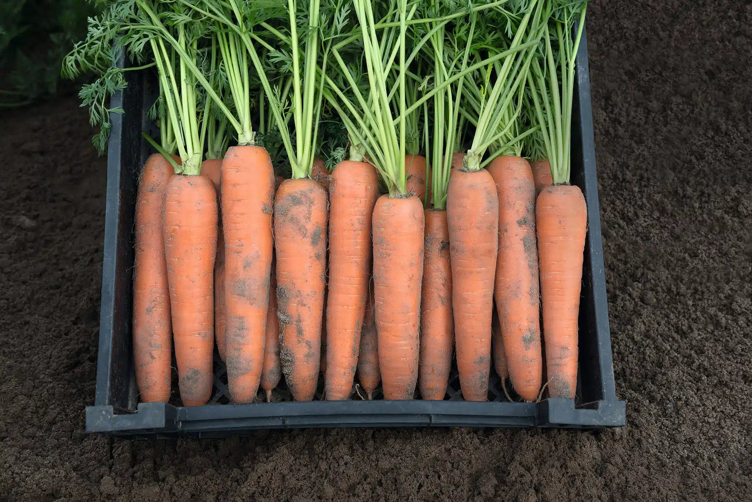 Berlin F1 Berlicum Carrot Seeds | Smooth Sweet Cylindrical Orange Carrots – Heirloom, Non-GMO, High Germination Organic Garden Seeds