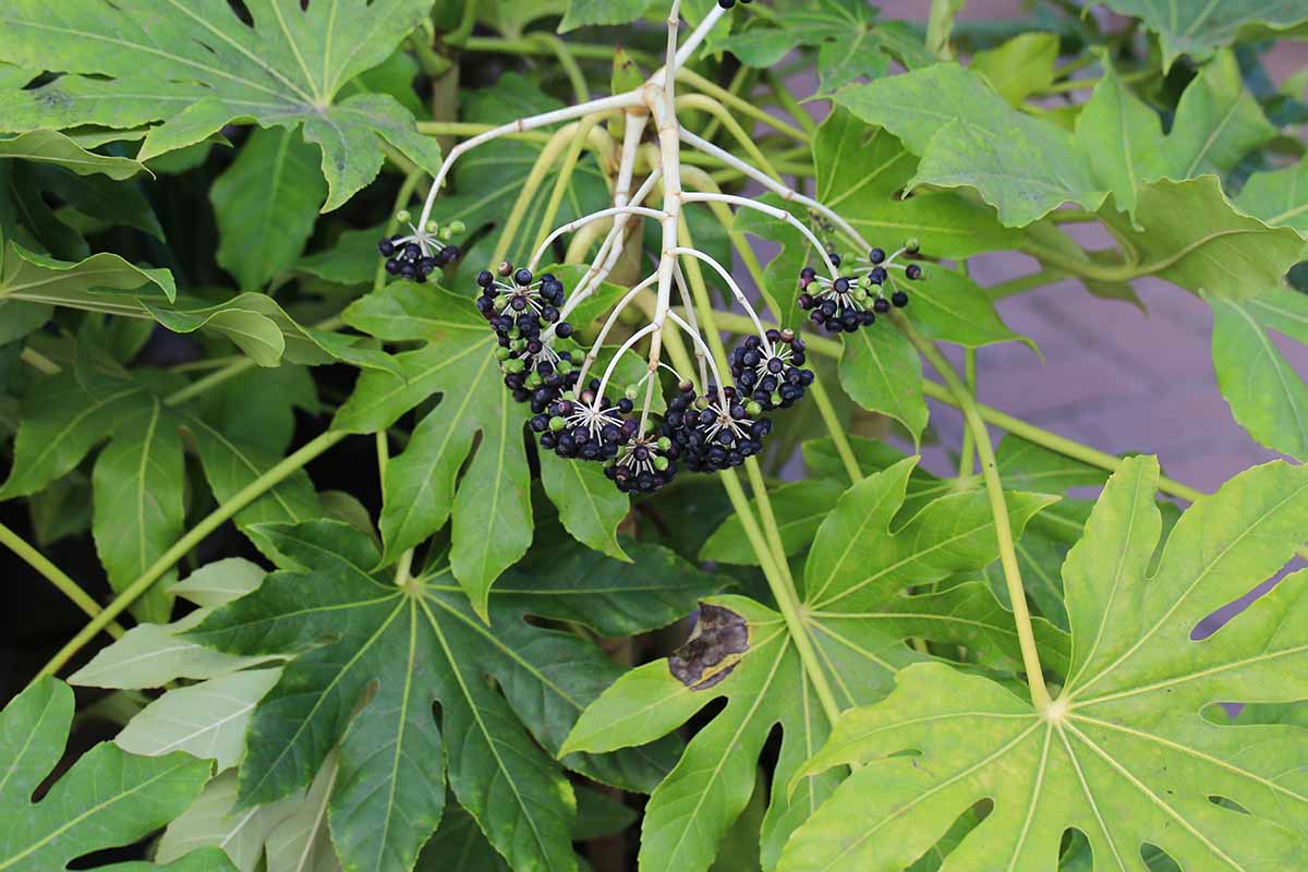 Green Fatsia Aralia Seeds – Tropical Beauty-Heirloom & Non-GMO Seeds for planting – Fresh Herb for Your Garden
