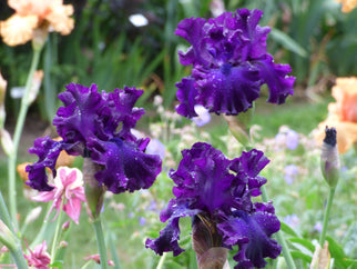 Berry Fulfilling Tall Bearded Iris