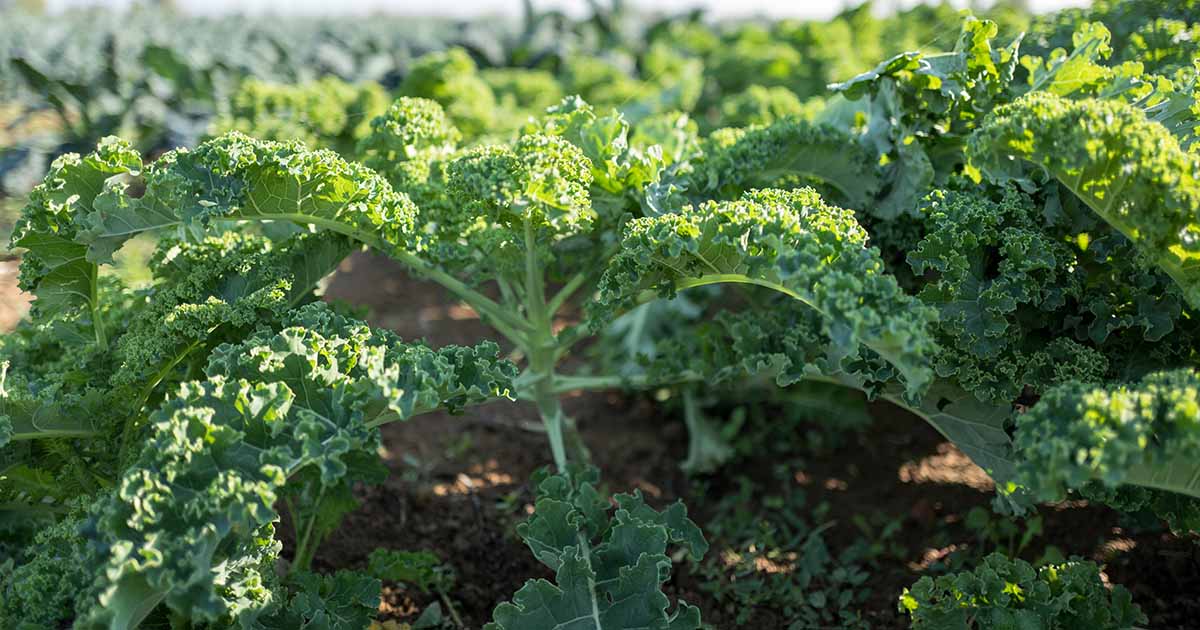Good Taste High Quality Cold Resistance Variety Kale For Sowing – Heirloom, Non-GMO, High Germination Organic Garden Seeds