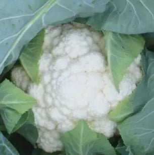 Best Seller Damp Tolerance Cauliflower For Sale – Heirloom, Non-GMO, High Germination Organic Garden Seeds
