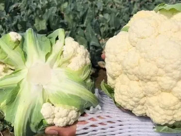 Best Seller Good Adaptability Hybrid For Sowing – Heirloom, Non-GMO, High Germination Organic Garden Seeds