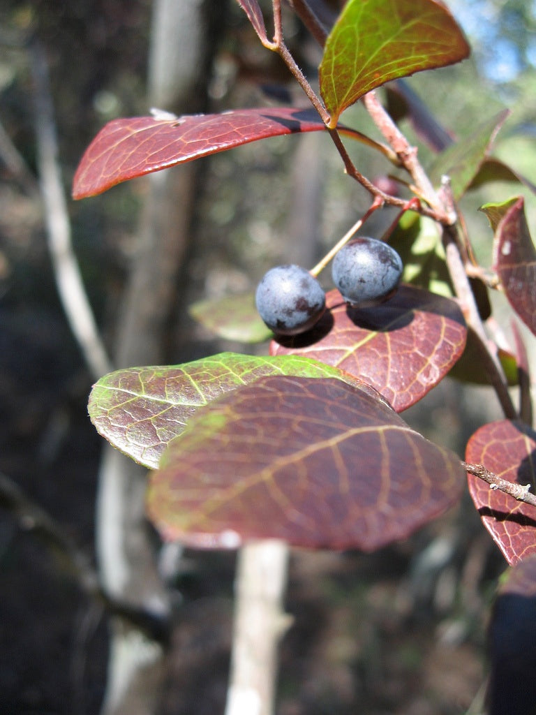 Farkleberry (Vaccinium arboreum)