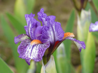 Bestie Vibes Dwarf Iris