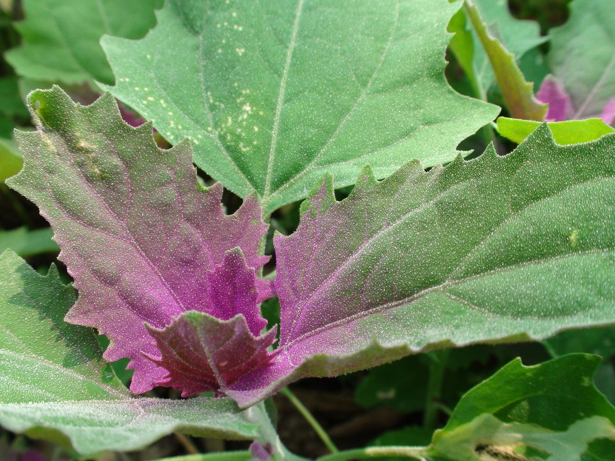 TREE SPINACH Seeds Chenopodium giganteum shipping heirloom non-gmo seeds