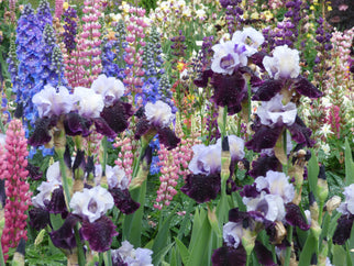 Better Together Tall Bearded Iris