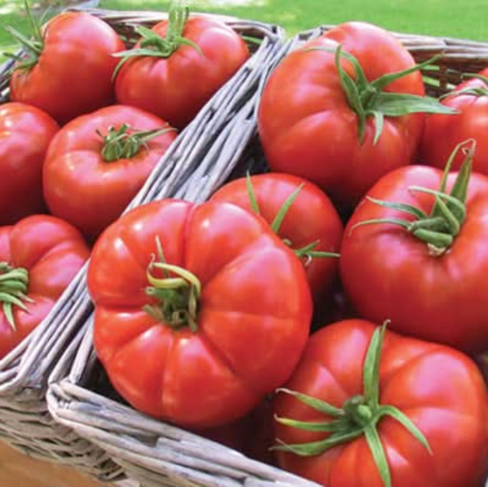 Light Red Gaint Tomato Seeds for Planting