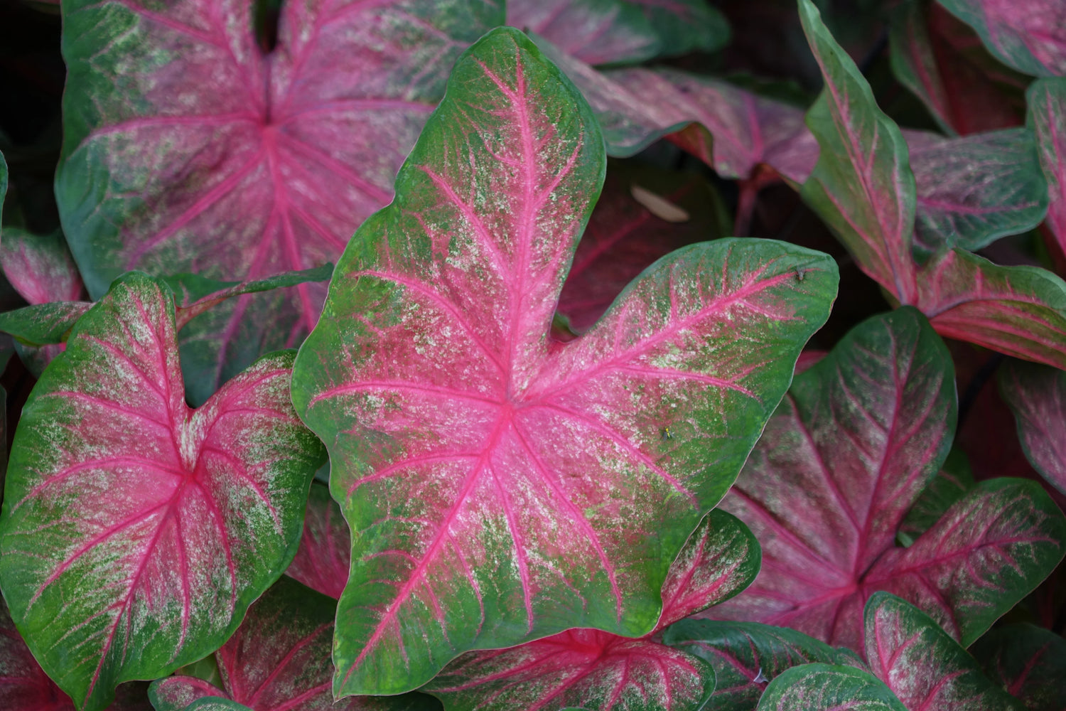 Stunning Bicolor Caladium plant showing red and green foliage as an indoor houseplant.