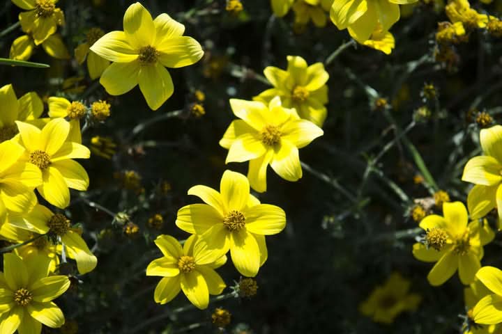 Bidens Ferulifolia Flower Seeds for Planting – Bright Pollinator-Friendly Garden Blooms