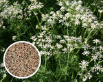Biennial Caraway seeds, non-GMO pollinator attractive herb for zones 3-10