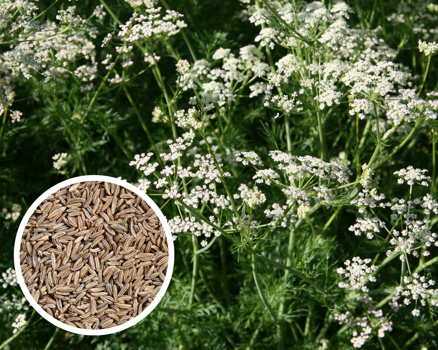Biennial Caraway seeds, non-GMO pollinator attractive herb for zones 3-10