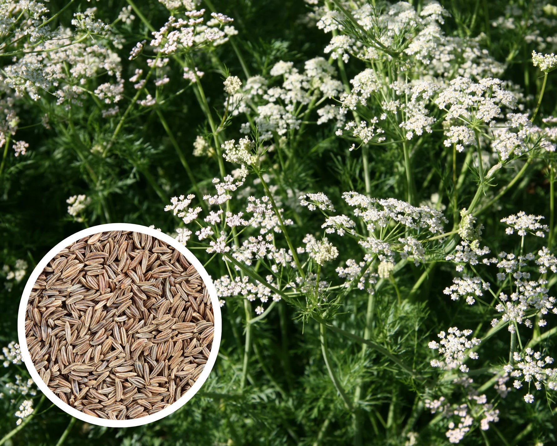 Biennial Caraway seeds, non-GMO pollinator attractive herb for zones 3-10