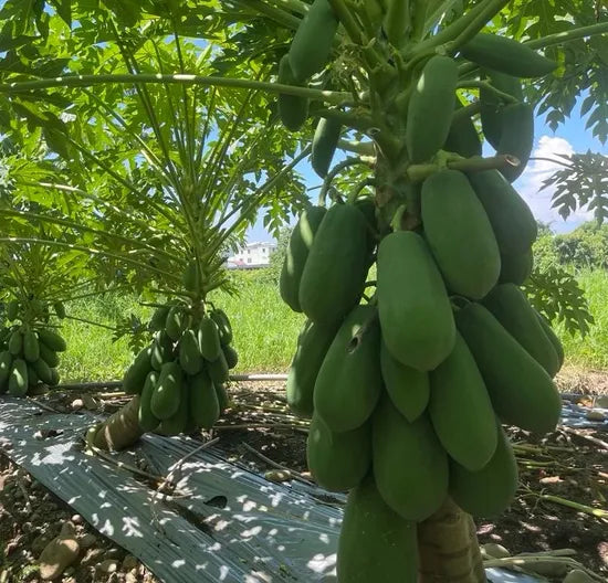 Big Fruit Supermarket Favorite Type Orange Flesh Papaya heirloom non-gmo organic garden seeds
