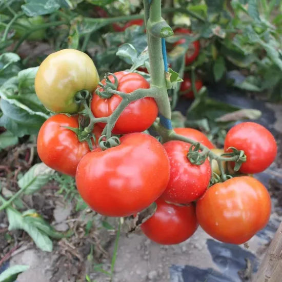 Big Size High Quality Tomato heirloom non-gmo organic garden seeds