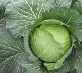Big Size Hybrid Flat Head Cabbage For Sowing – Heirloom, Non-GMO, High Germination Organic Garden Seeds