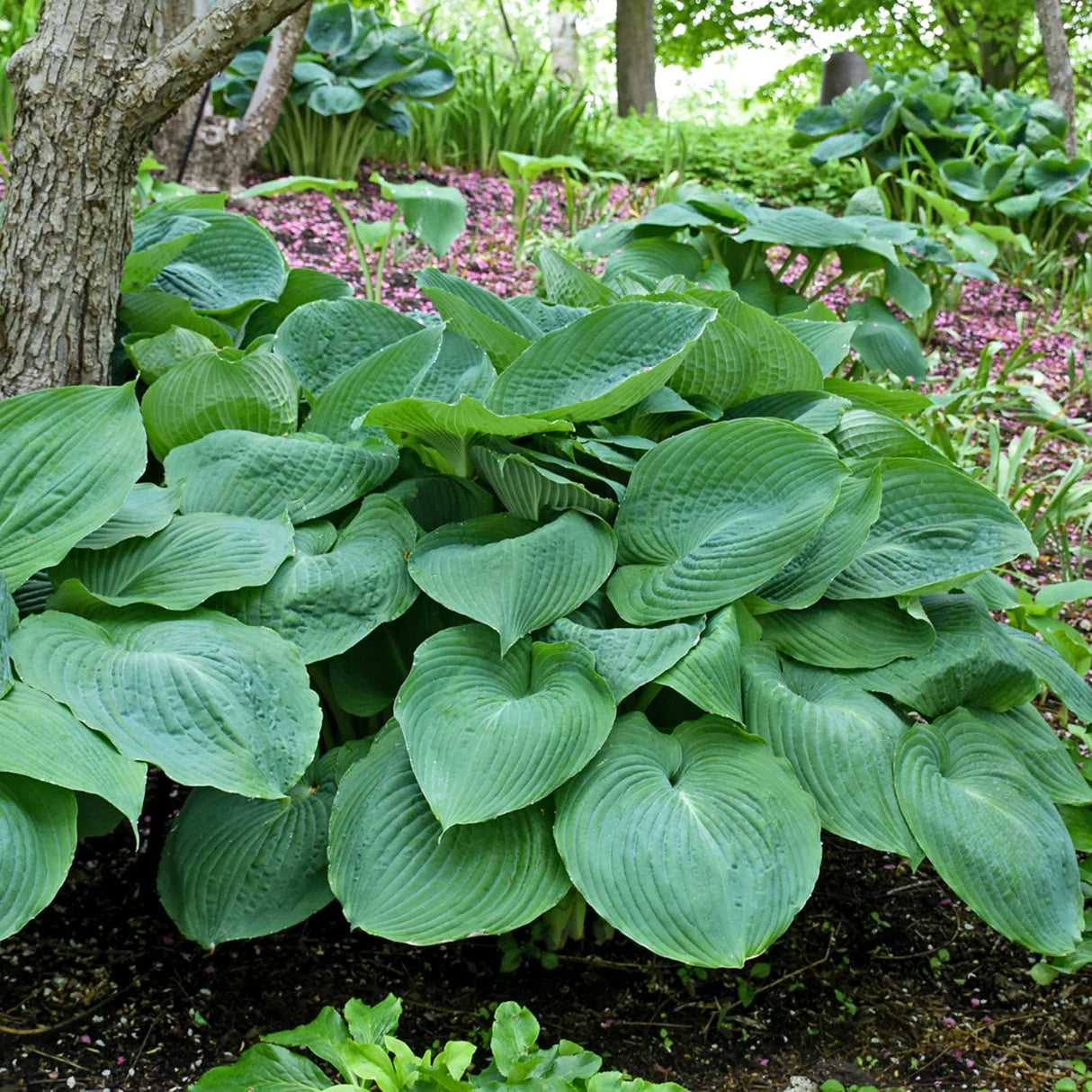 Hosta Roots - Big Daddy