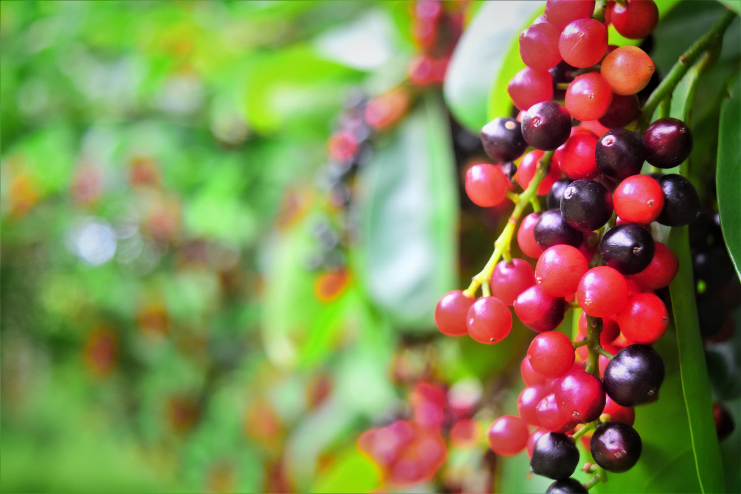 Bignay Fruit Seeds (Antidesma bunius)