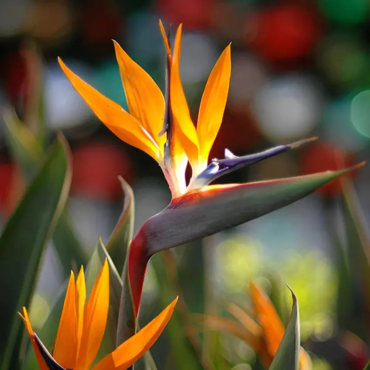 Bird of Paradise Plant Seeds for Planting, Heirloom, Non-GMO Dhara Seeds