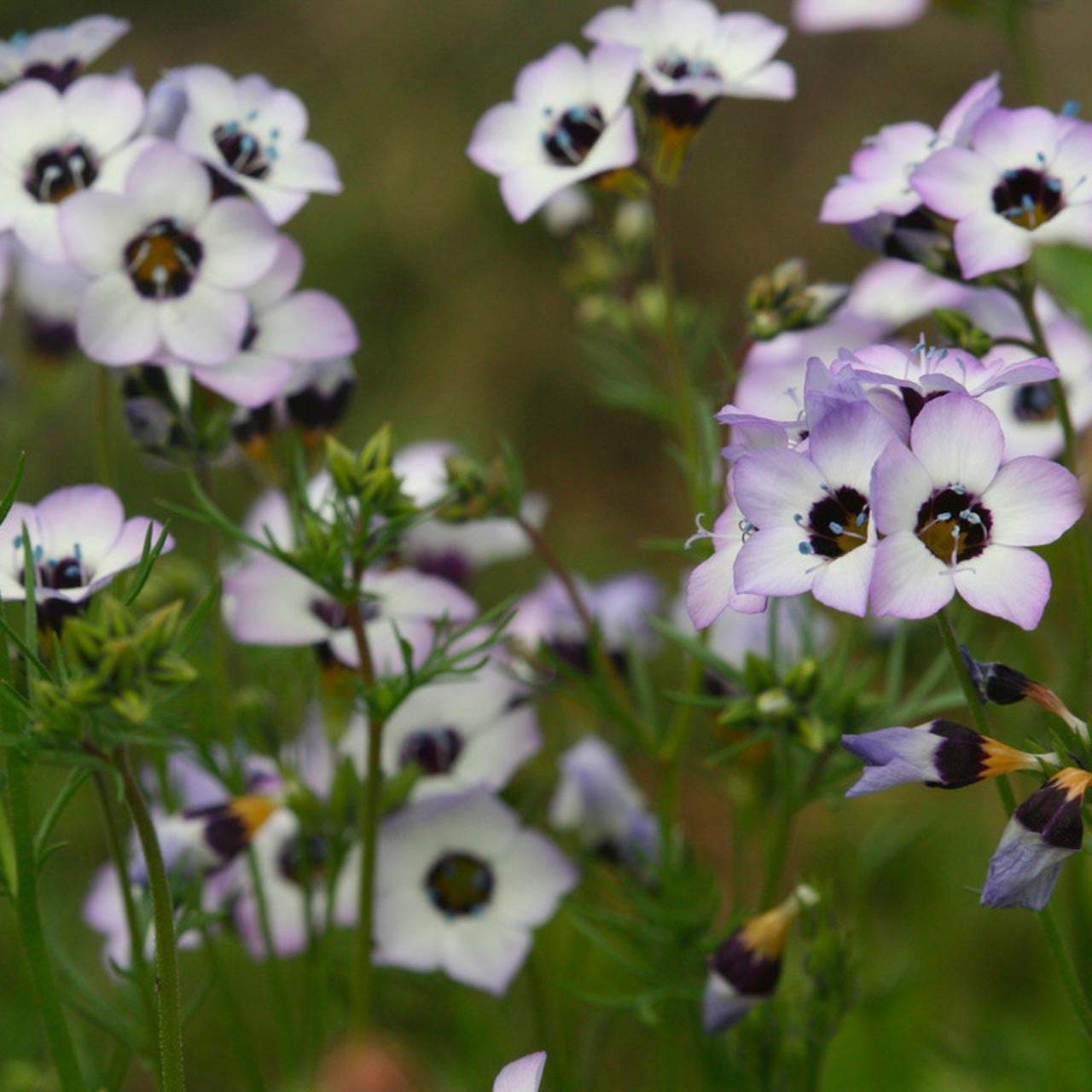 Bird's Eyes Felicitas - Gilia Seeds