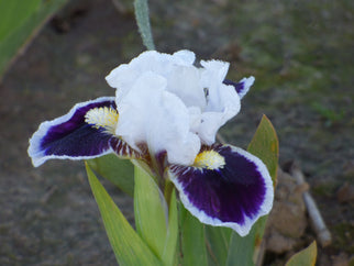 Bitty Beauty Dwarf Iris