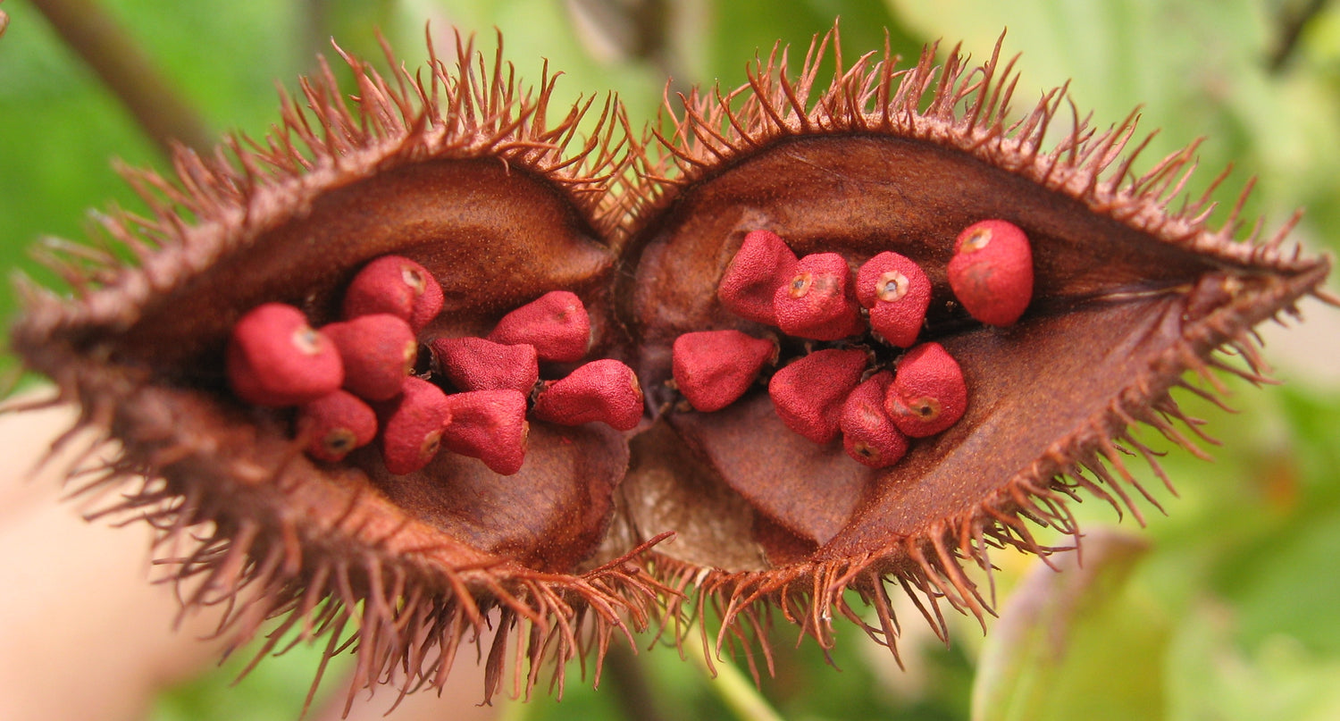 Annatto Seeds (Bixa orellana)