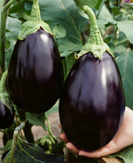 Non-GMO Black Beauty eggplant seeds with high germination