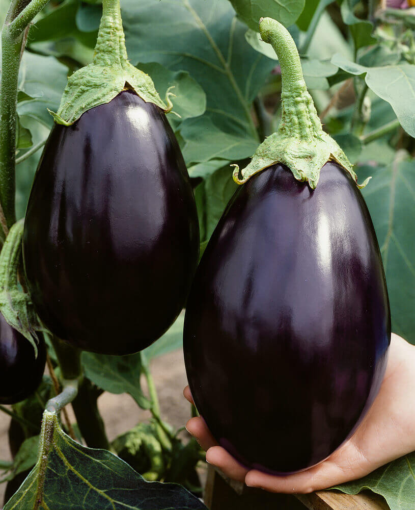 Non-GMO Black Beauty eggplant seeds with high germination