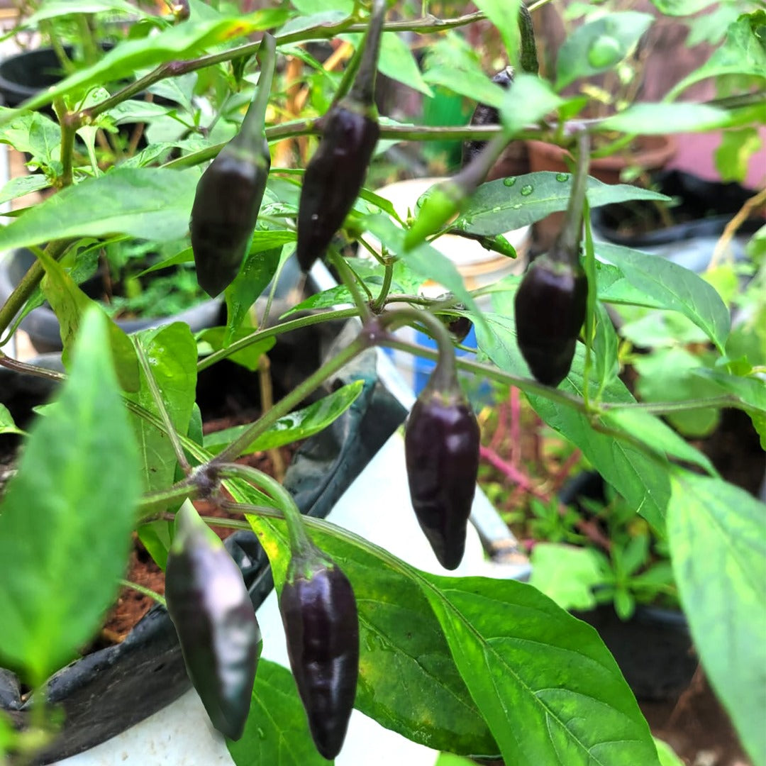 Chili Seeds for Planting Black