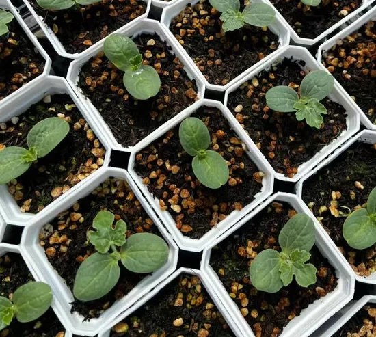 Black Diamond Hybrid Watermelon For Sowing heirloom non-gmo organic garden seeds