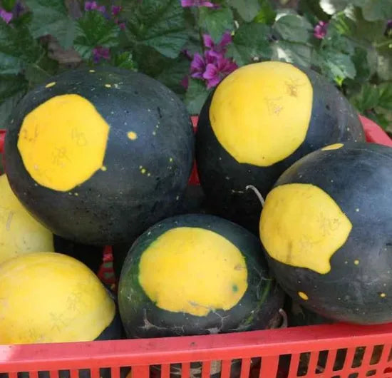 Black Gold Annual Vine Citrullus Lanatus heirloom non-gmo organic garden seeds
