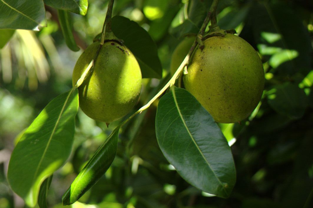 Black Sapote Seeds (Diospyros texana)