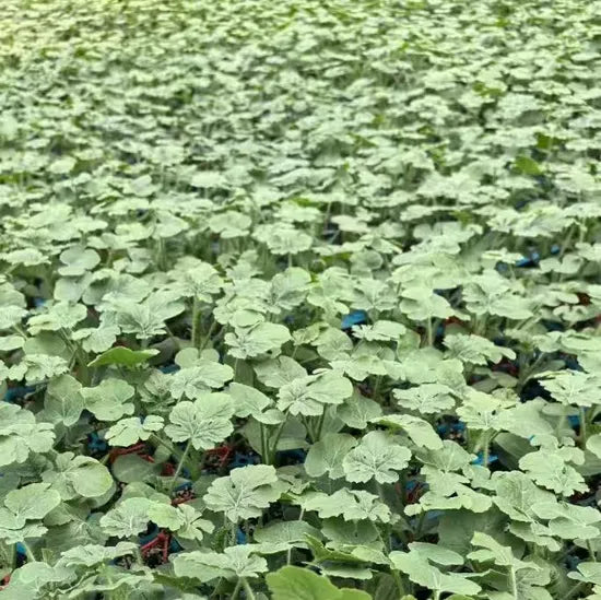 Black Seedless Seedless Watermelon For Sowing (Semillas De Sandia) heirloom non-gmo organic garden seeds