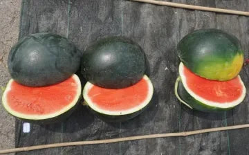 Black Seedless Seedless Watermelon For Sowing (Semillas De Sandia) – Heirloom, Non-GMO, High Germination Organic Garden Seeds