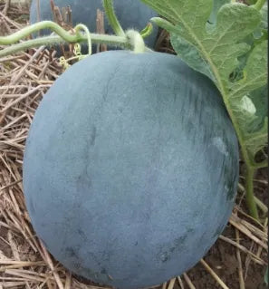 Black Seedless Watermelon, Round Shape, Medium Resistance Seedless Watermelon (Semillas De Sandia) heirloom non-gmo organic garden seeds