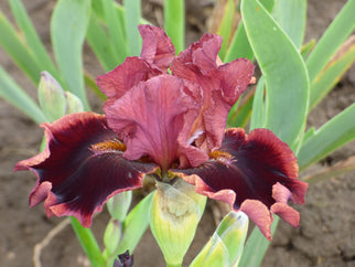 Black Cherry Sorbet Intermediate Iris