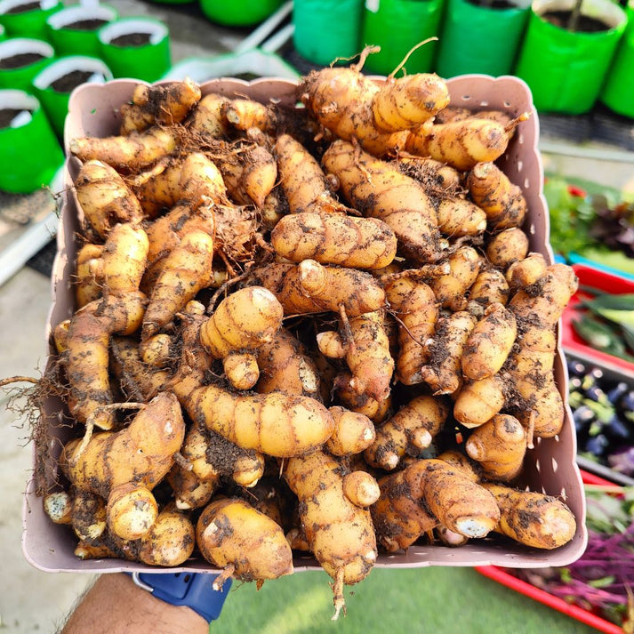 Original Black Turmeric Seeds