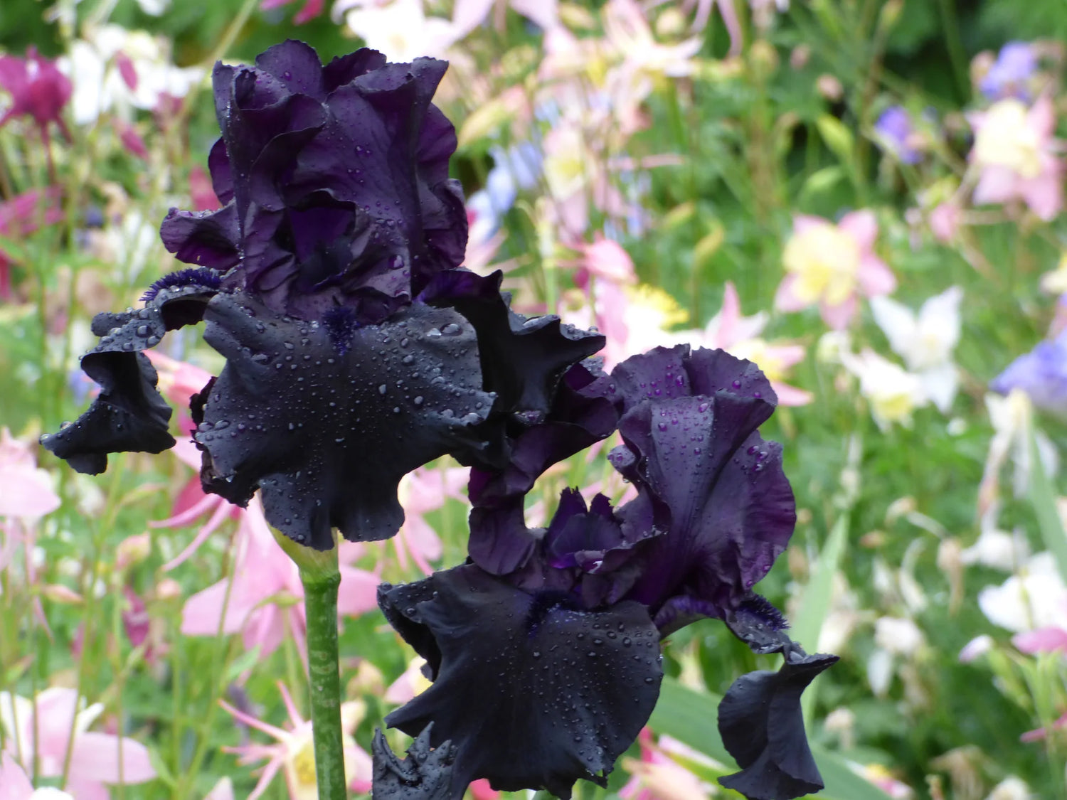 Bearded Iris - Black Suited