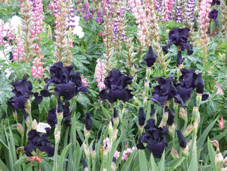 Black Suited Tall Bearded Iris