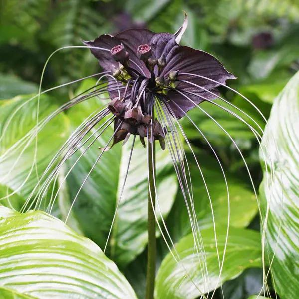 Black Tacca Chantrieri Plant Seeds – Heirloom Non-GMO Bat Flower Seeds for Exotic Tropical Gardens Dhara Seeds