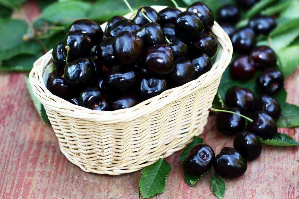 Black Cherry Seeds (Prunus serotina)