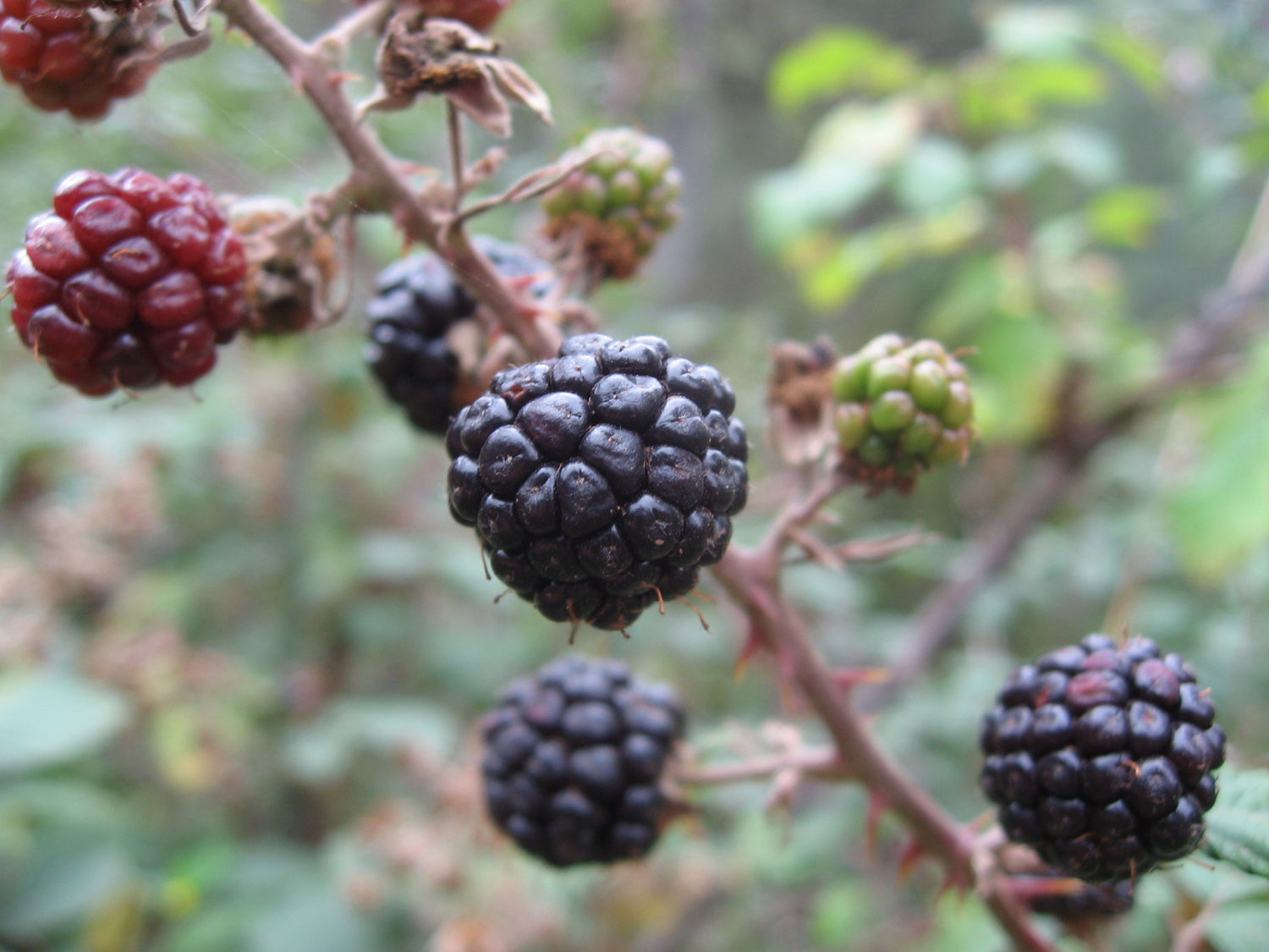 Zarzamora Blackberry Seeds (Rubus ulmifolius / Common Name: Blackberry, Zarzamora)