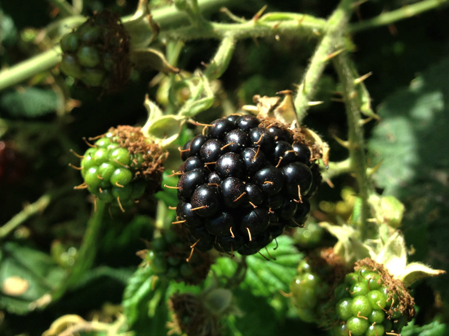 Bramble Seeds (Rubus fruticosus)