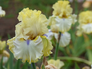 Blind Ambition Tall Bearded Iris