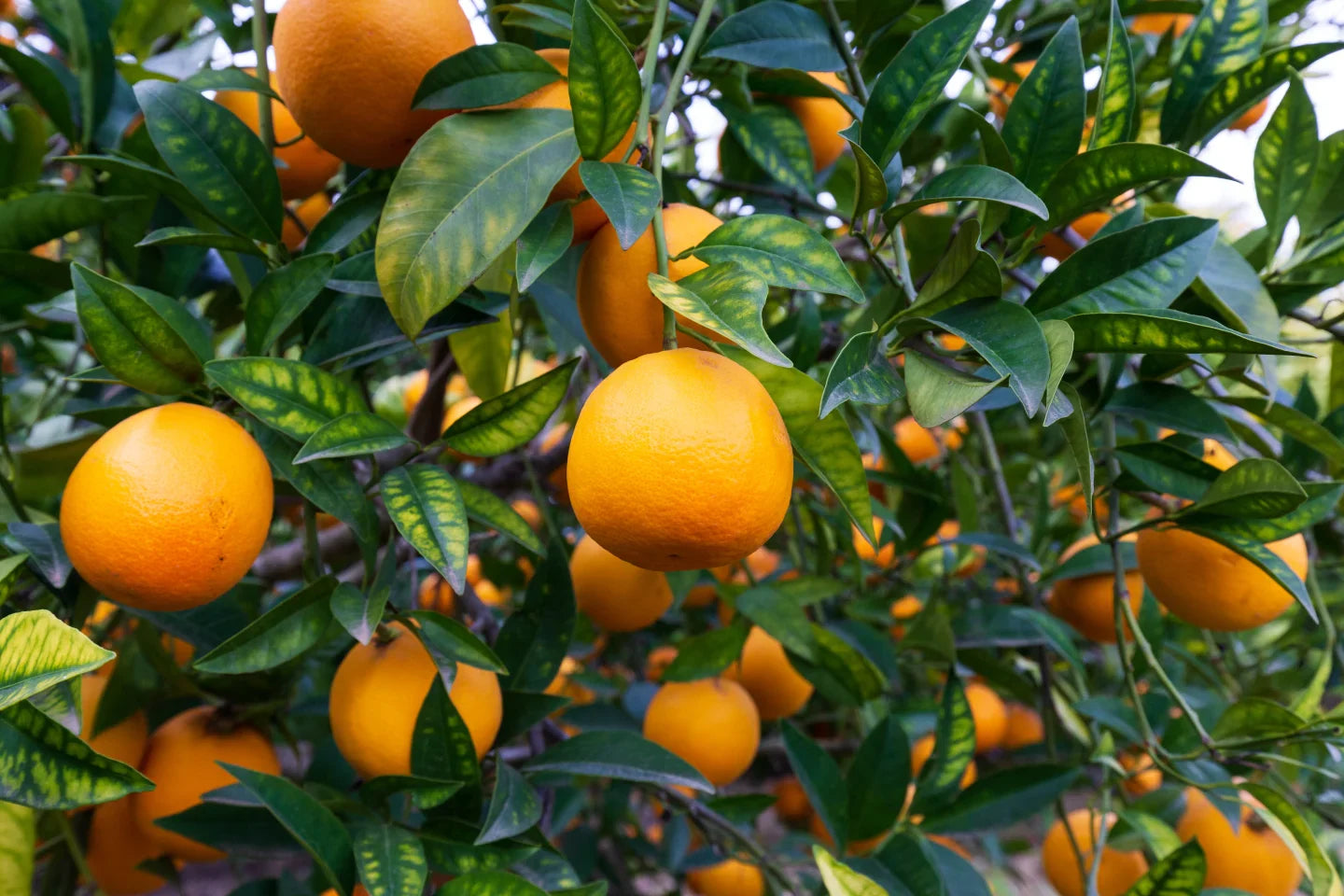 Red Orange Moro Orange Seeds