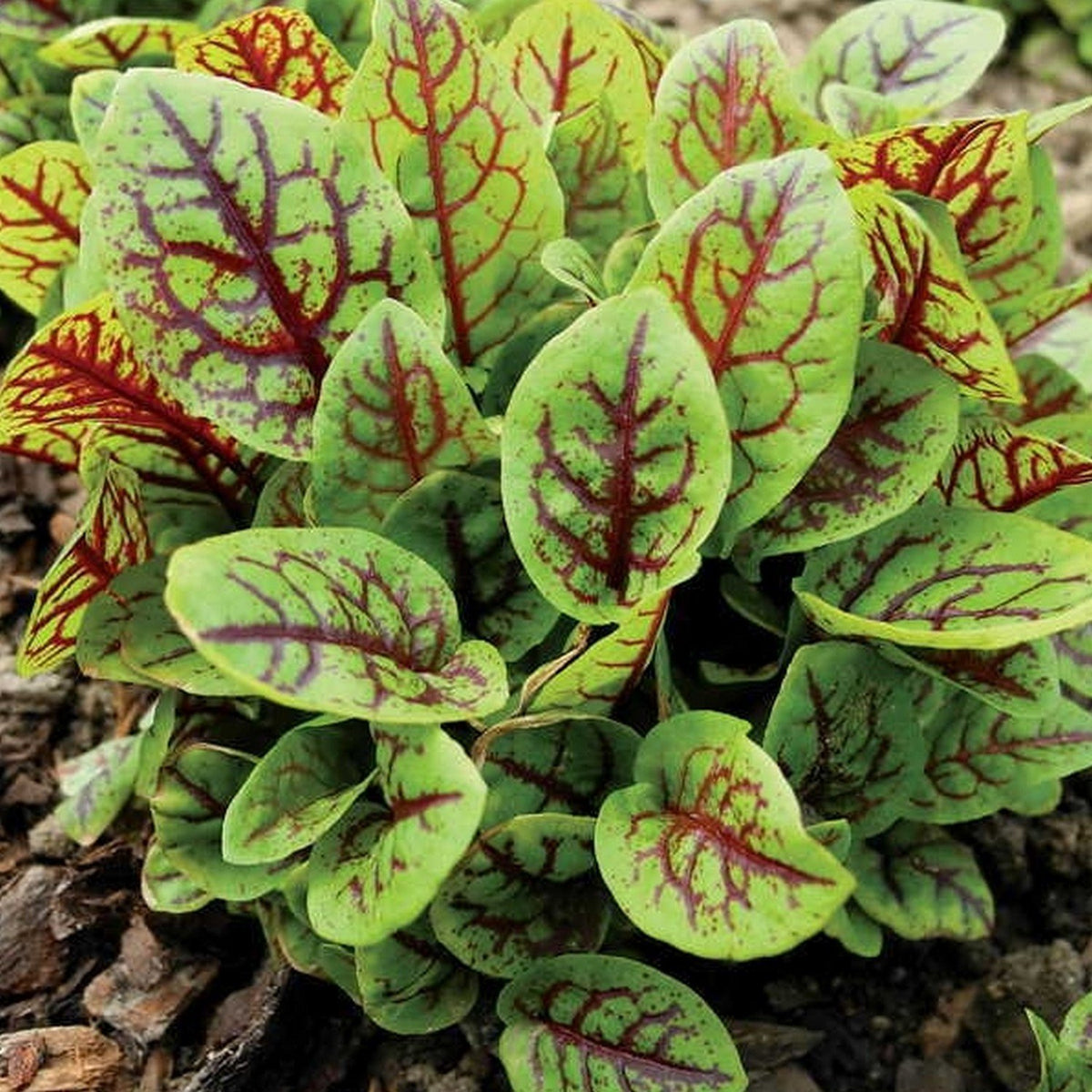 Bloody Dock plant - ornamental herb for attractive edible landscape.