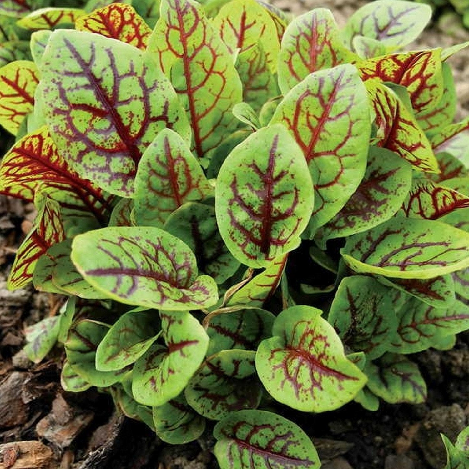 Bloody Dock plant - ornamental herb for attractive edible landscape.